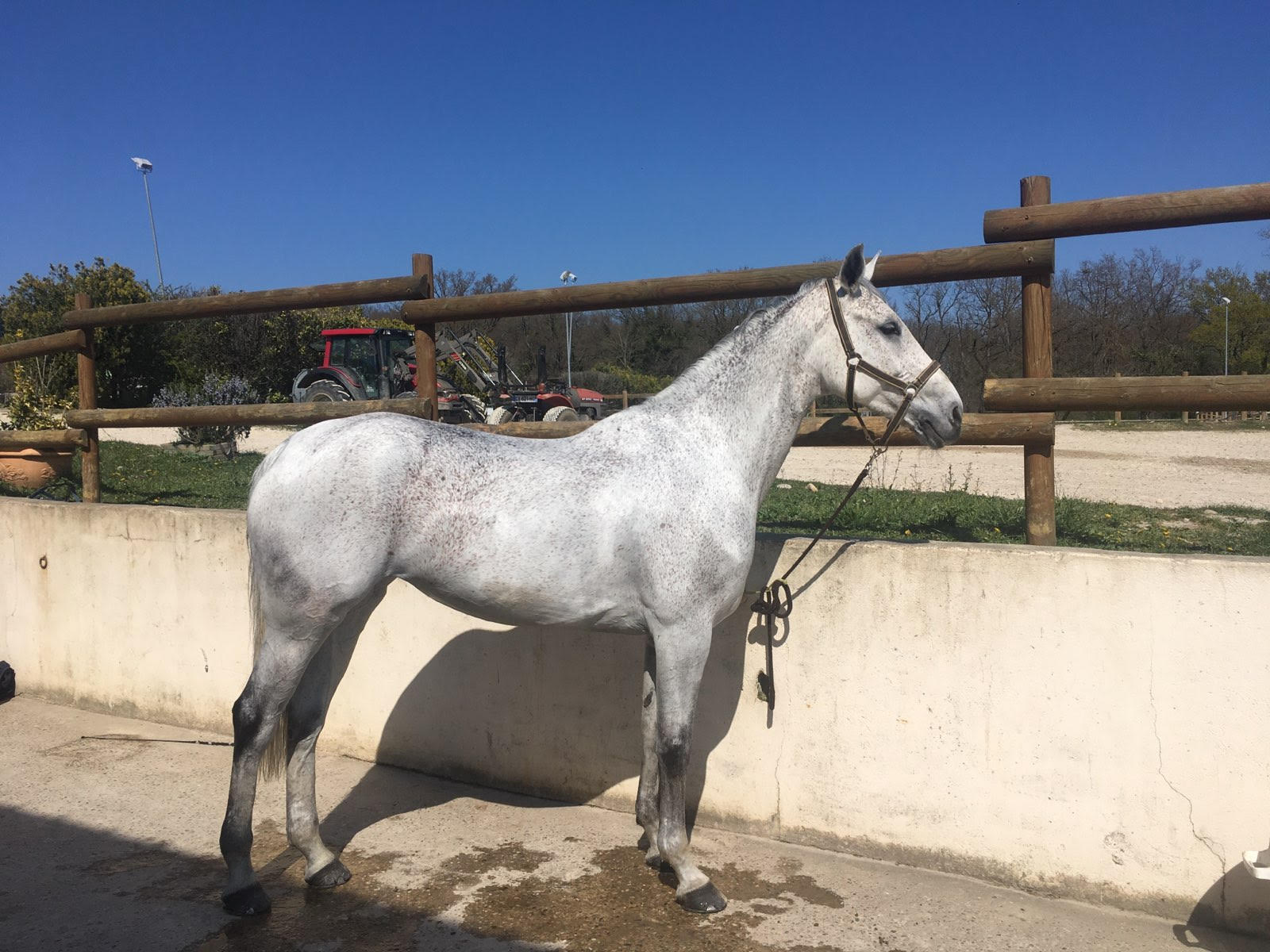 Cheval gris Communication animale