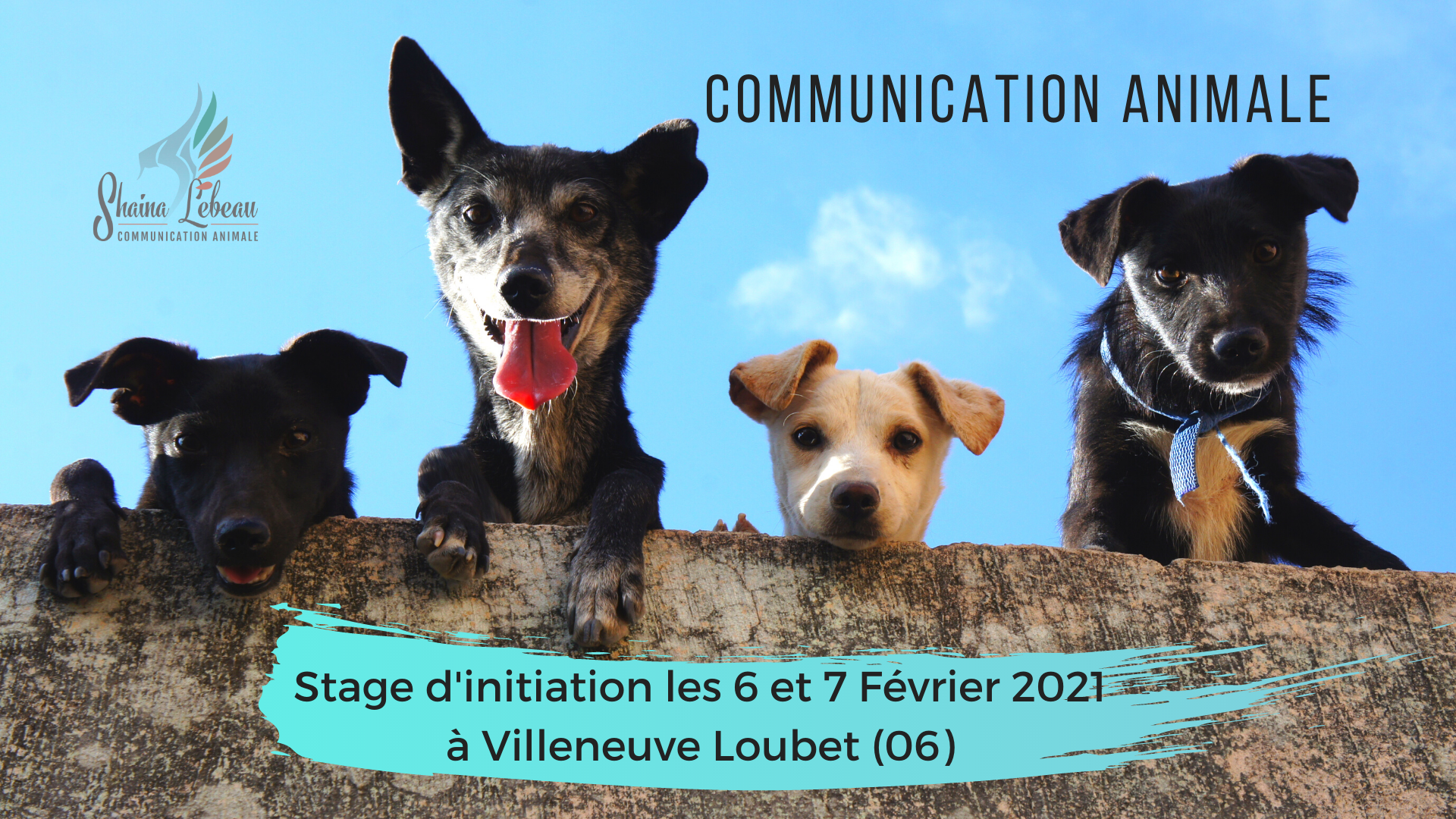 Stage-initiation-communication-animale Communication animale