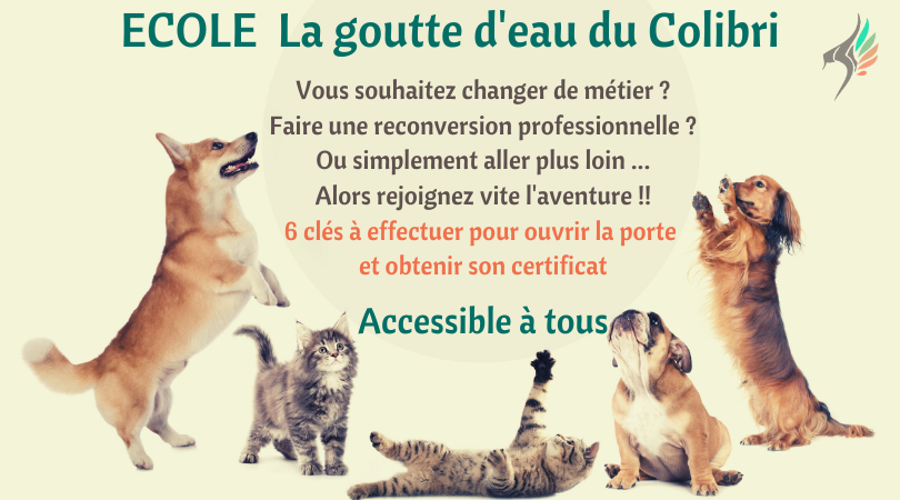 Parcours professionnel communication animale