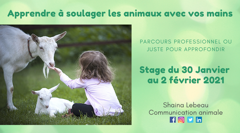 Visuel Clés Parcours pro magnétisme pour les animaux
