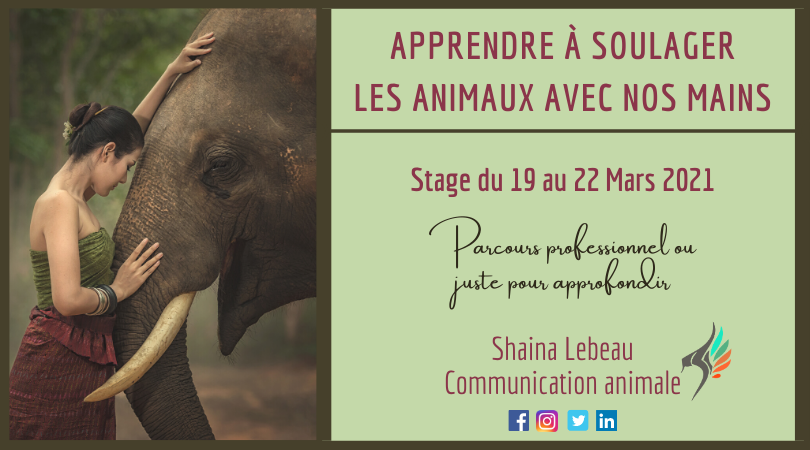 Visuel Magnétisme 2021-03 magnétisme pour les animaux