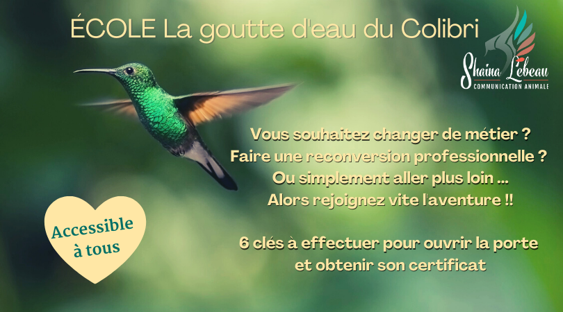 visuel ecole ecole la goutte d'eau du colibri