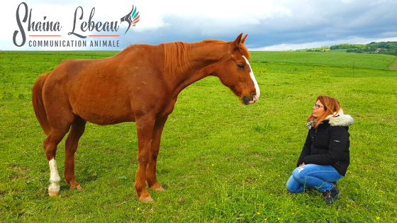 Image pour site communication animale shaina lebeau