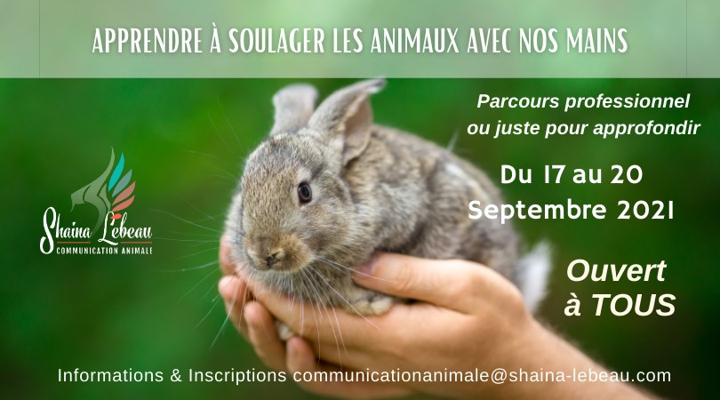 magnétisme communication animale