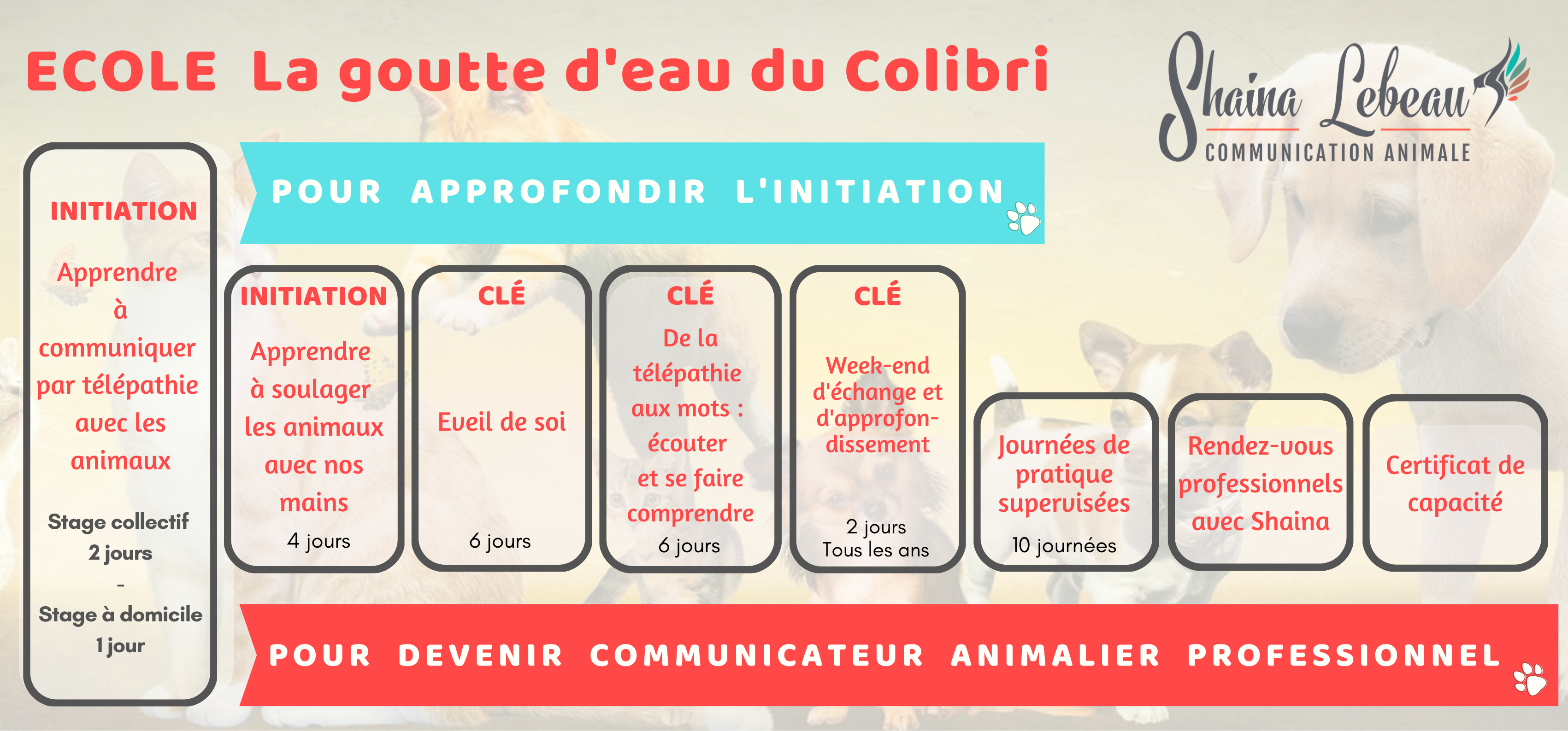 clé pour approfondir la communication animale ou devenir profesionnel clé parcours pour approfondir la communication animale ou devenir professionnel </p>
<p>