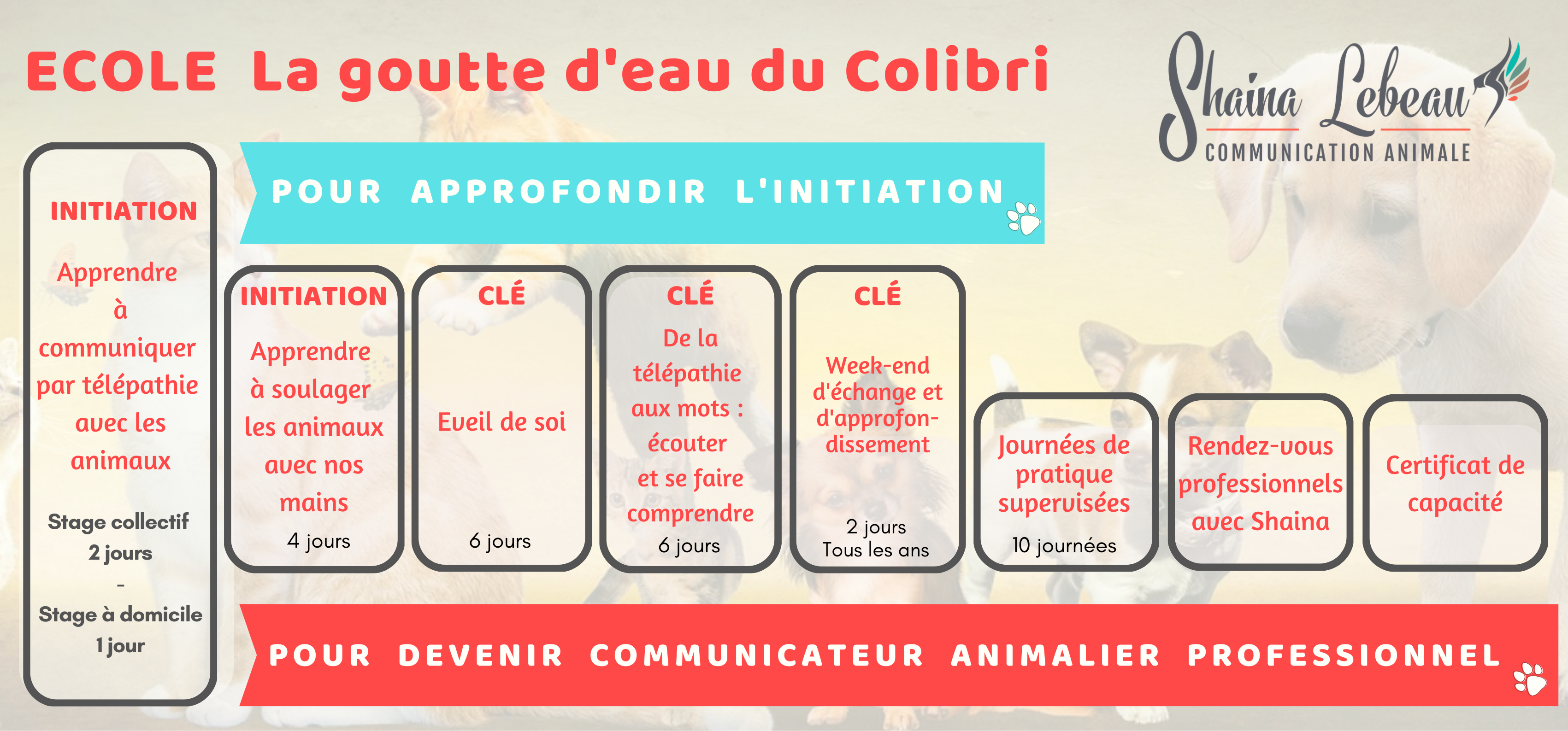 clé parcours pour approfondir la communication animale ou devenir professionnel </p>
<p>