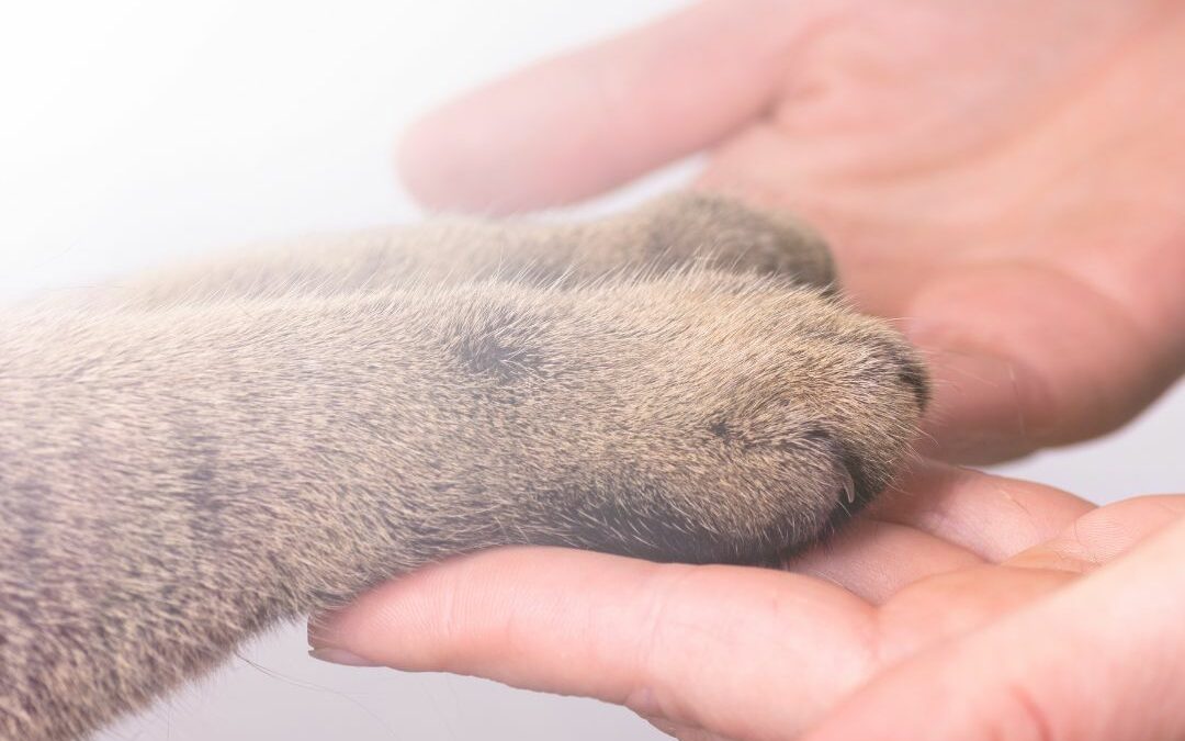 pattes de chat dans main d'humain. La communication animale plus réaliste que l'interprétation humaine