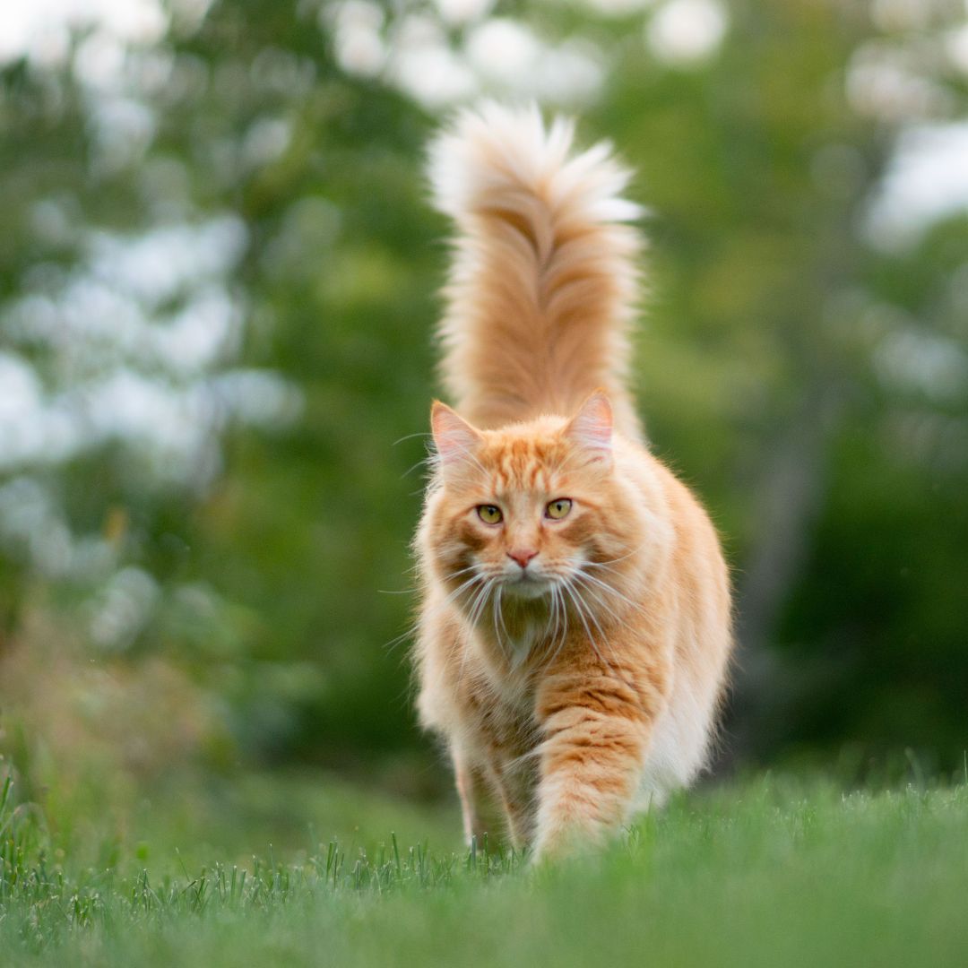 un chat de couleur rouge venant de face, qui marche sur l'herbe