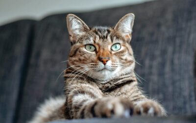 Communication animale avec kalie : réunion de famille entre la chatte et ses humains de compagnie