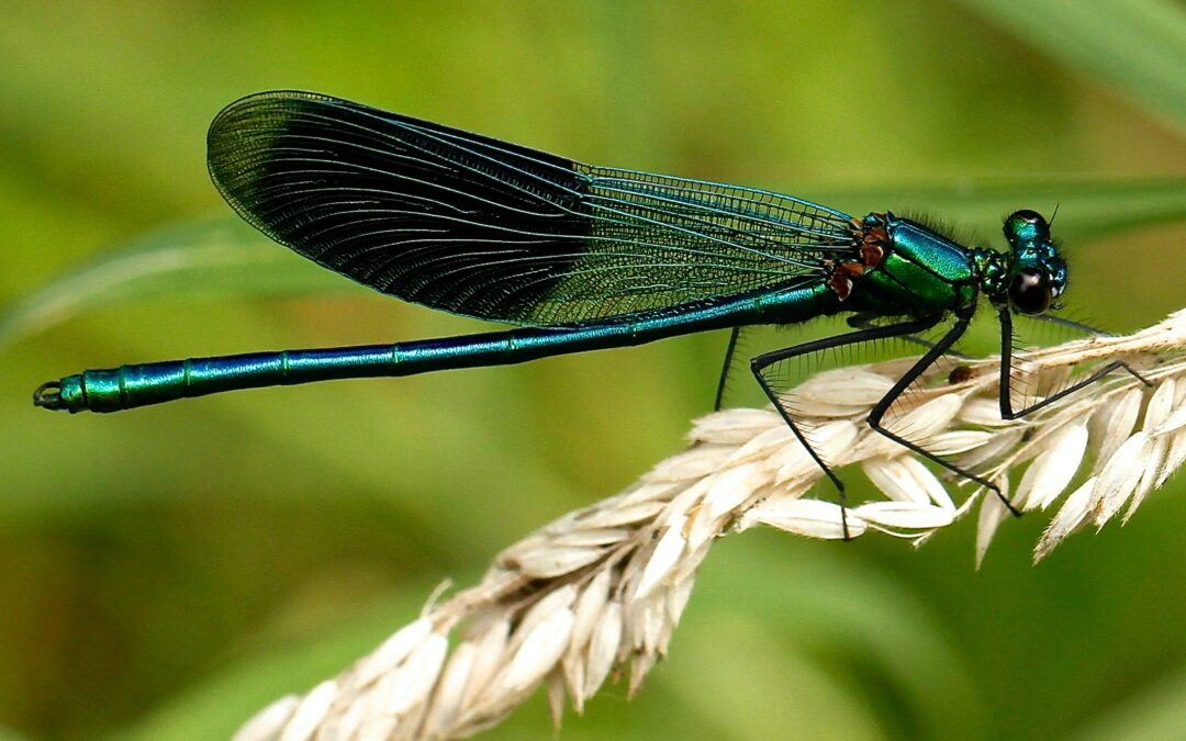 L'importance cruciale des insectes dans l'équilibre de notre écosystème ...