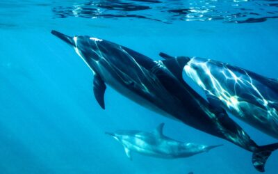 Communication avec un dauphin sauvage