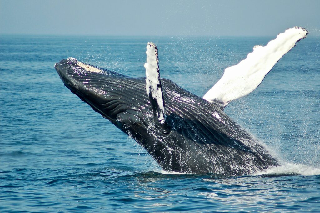 dauphin-baleine-cetace-animaux-marins-communication-animale-animaux-sauvages-environnement-respect-nature-biodiversite-telepathie